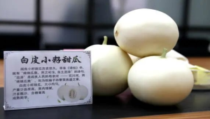 阎良甜瓜：幸福生活中的“甜蜜”
