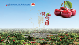 《灞桥樱桃地理标志产品宣传画册》发布